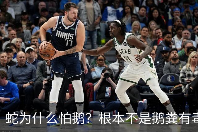 蛇为什么怕鹅？根本不是鹅粪有毒！真正原因是大鹅三大绝杀技能